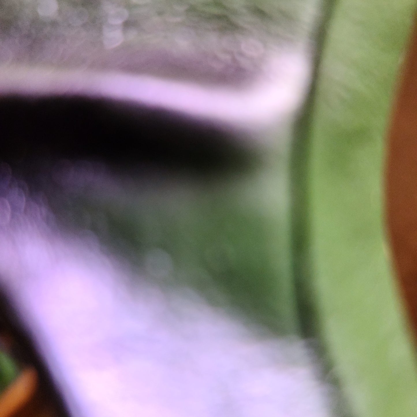 Dragon Gargoyle Flexi Ears - Costume Accessory - One Size - 3 Colors