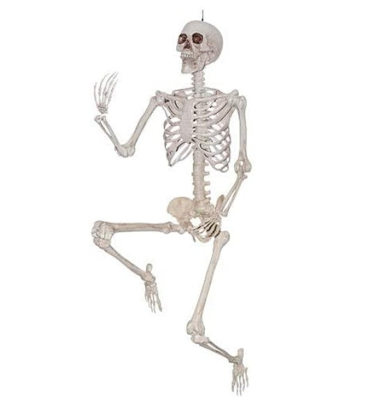 Skeleton - 15" - Posable - White - Plastic - Costume Accessory Prop Decor